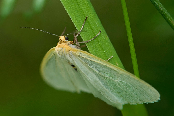 unidentified moth