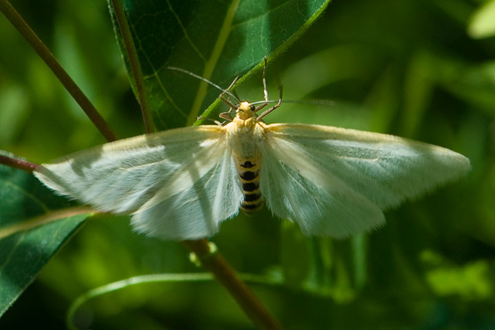 unidentified moth