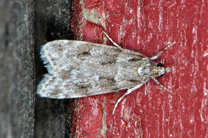 unidentified moth