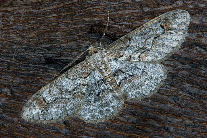 bent-line gray moth 