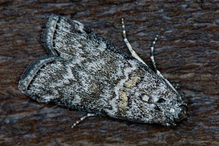 unidentified moth