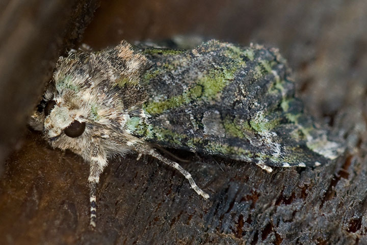 unidentified moth