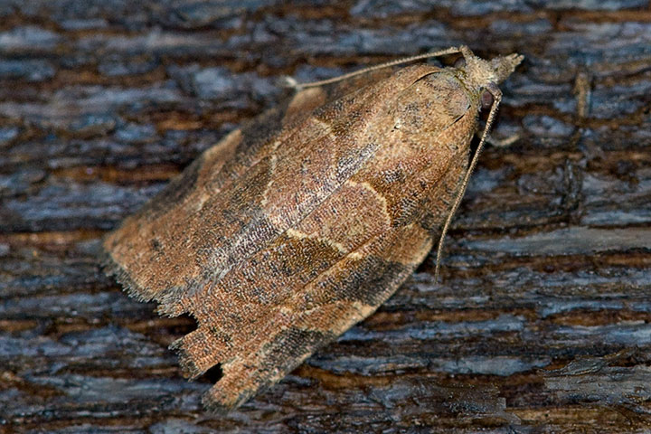 unidentified moth