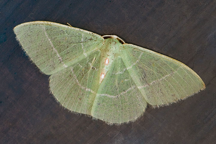 geometridae