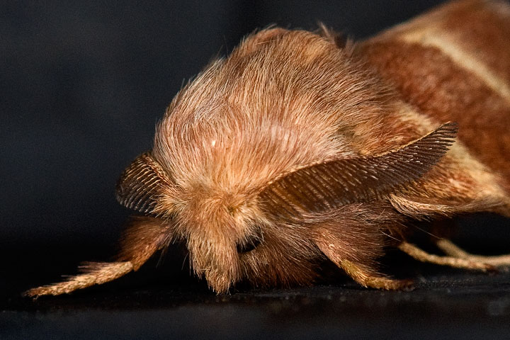 northern tent moth