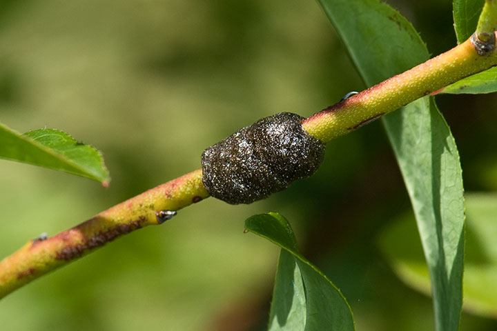 forest tent egg mass