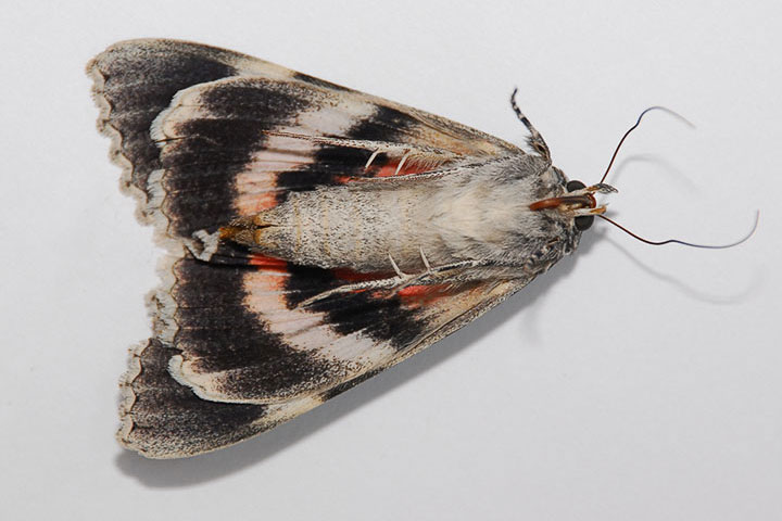 underwing