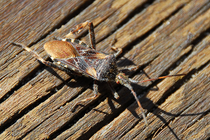 western conifer seed bug