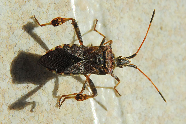 western conifer seed bug