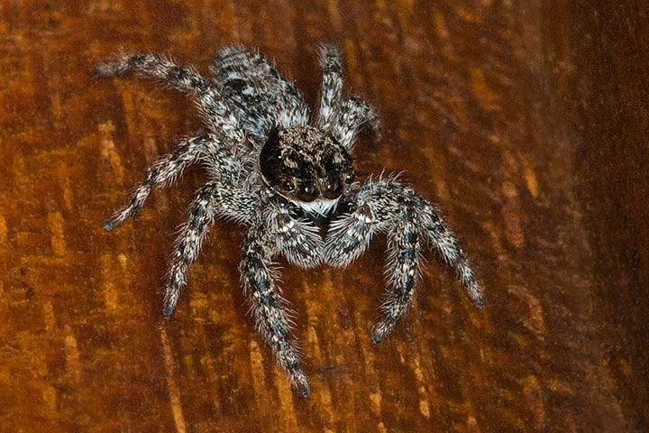 jumping spider