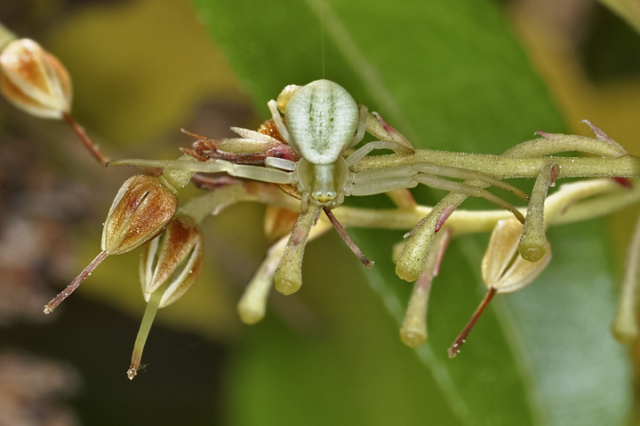 tiger lily