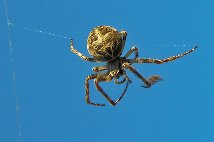 orb weaver