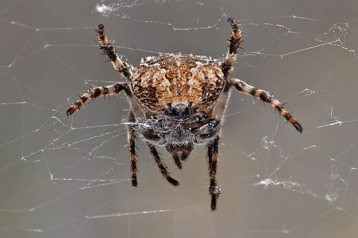 orb-wearver spider