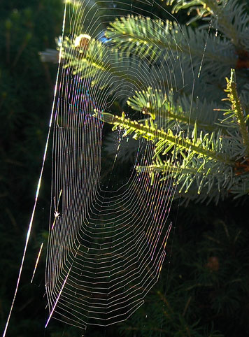 orbweaver web