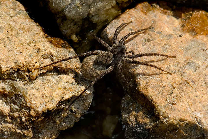 wolf spider, female