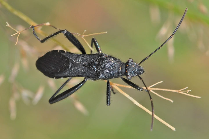 black grass bug