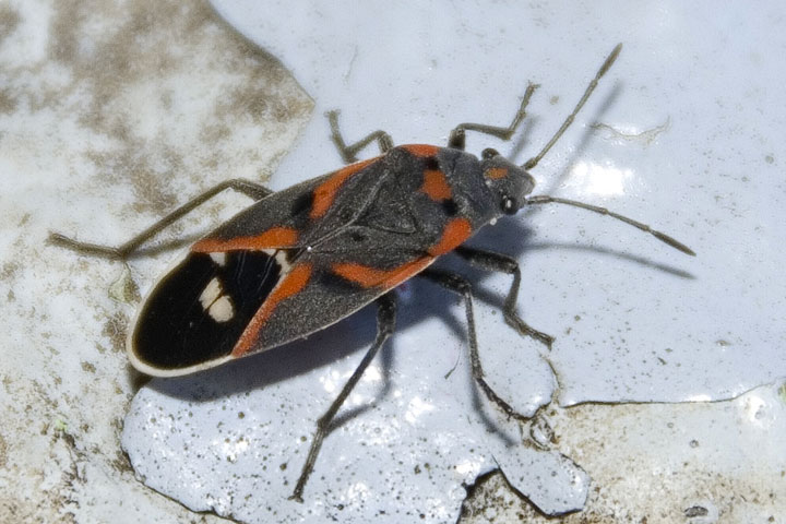 milkweed bug