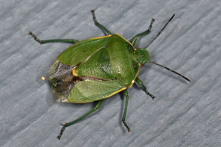 green stink bug