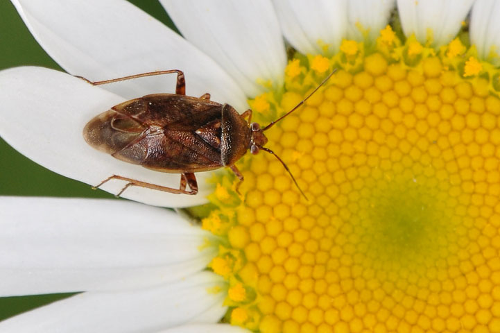 tarnished plant bug