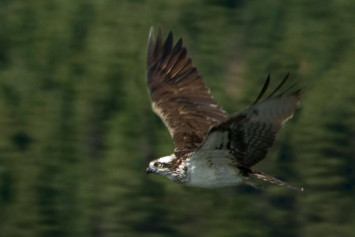 An Osprey flies by