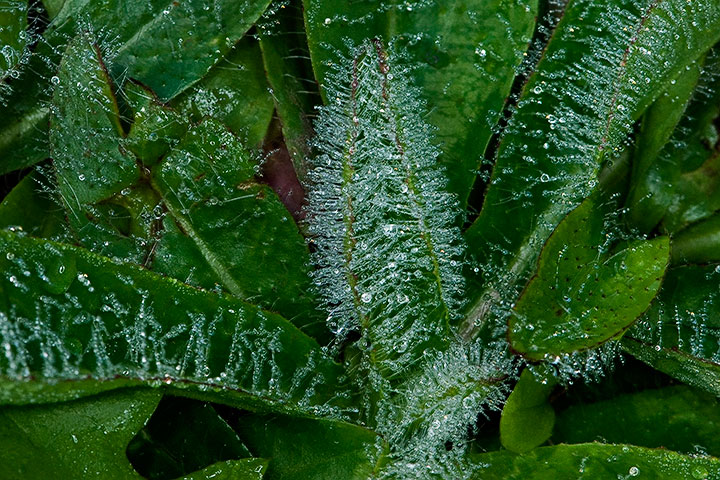 Dewdrops on leaves