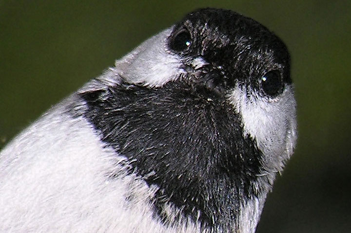 chickadee