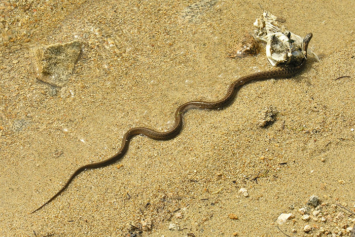western garter snake