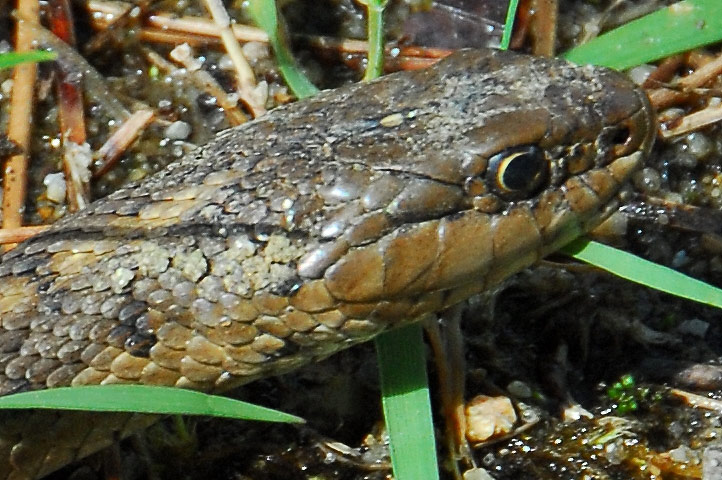 common garter snake