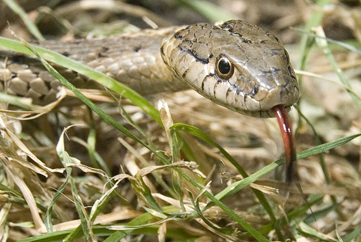 Garter Snake