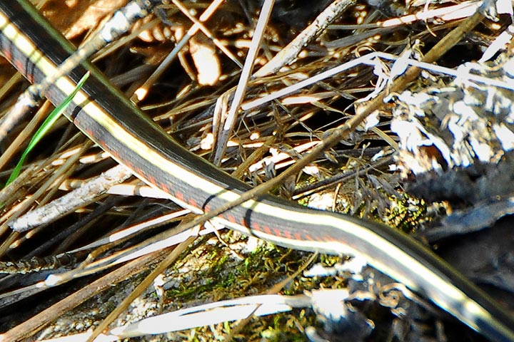 common garter snake