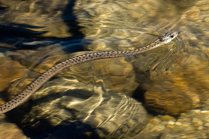 western garter snake