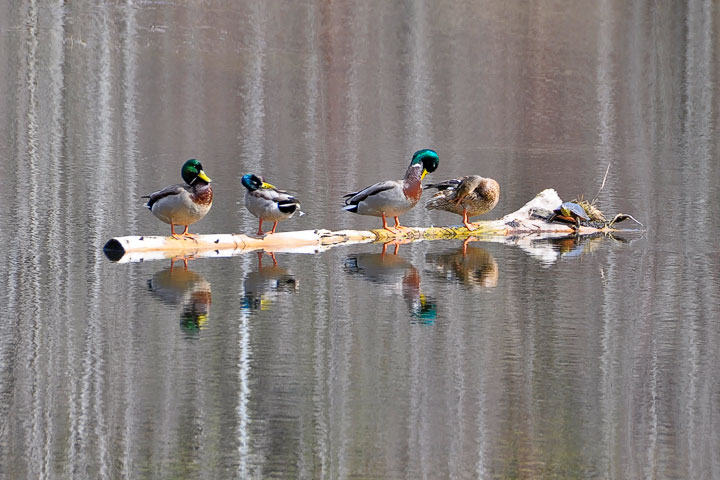 mallards & turtle