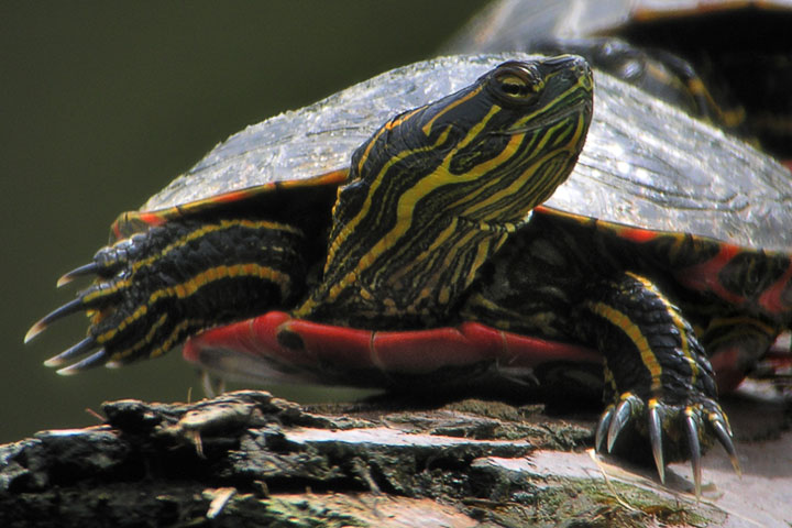 painted turtle