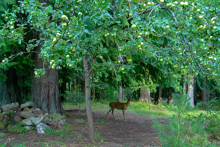 doe and apple tree