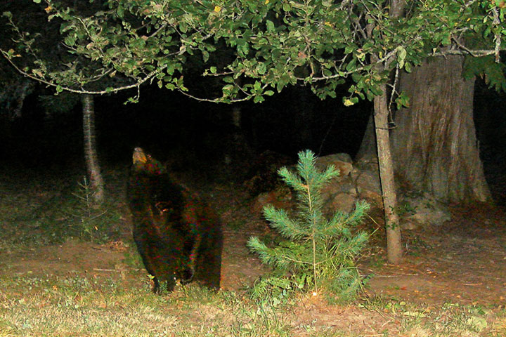 bear and tree