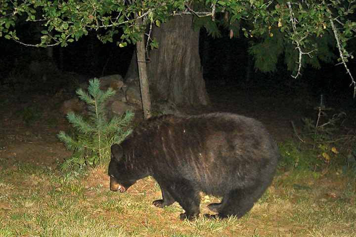 bear eats apple