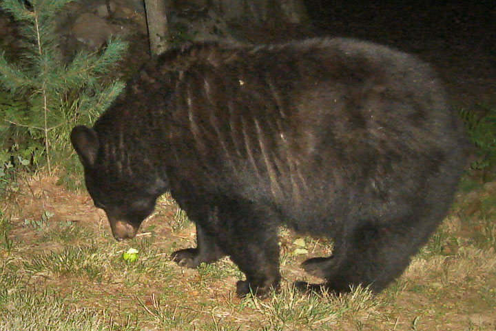 bear ponders apple