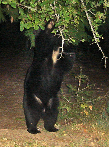 bear standing