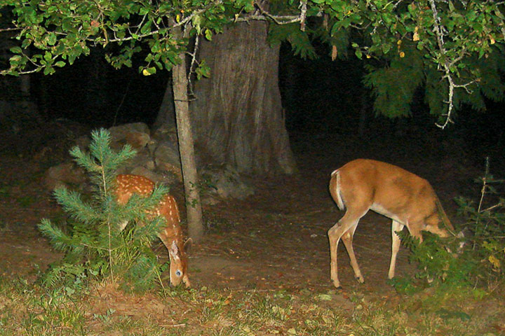 doe and fawn