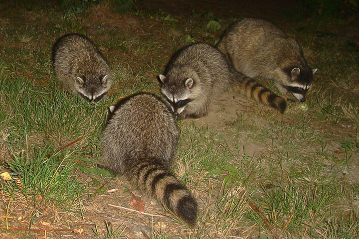 four raccoons