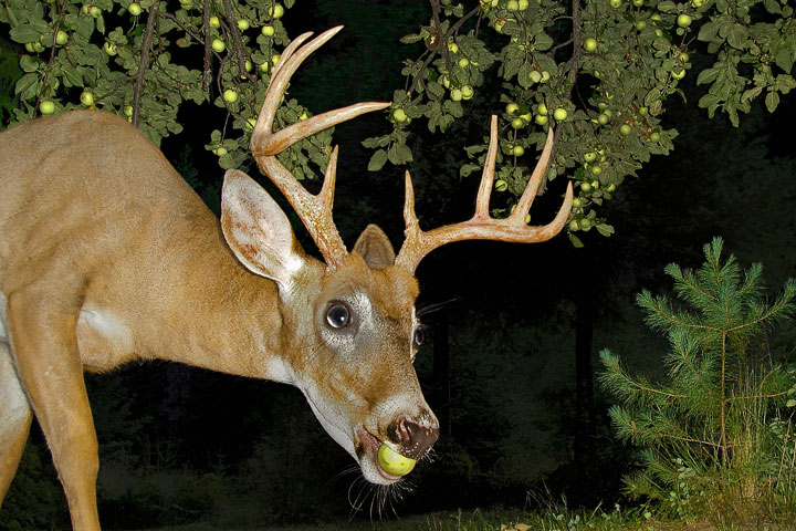 a buck robs the tree at night