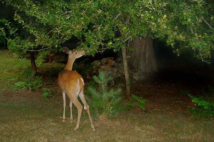 doe and apple tree