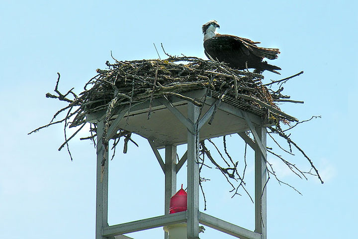 osprey