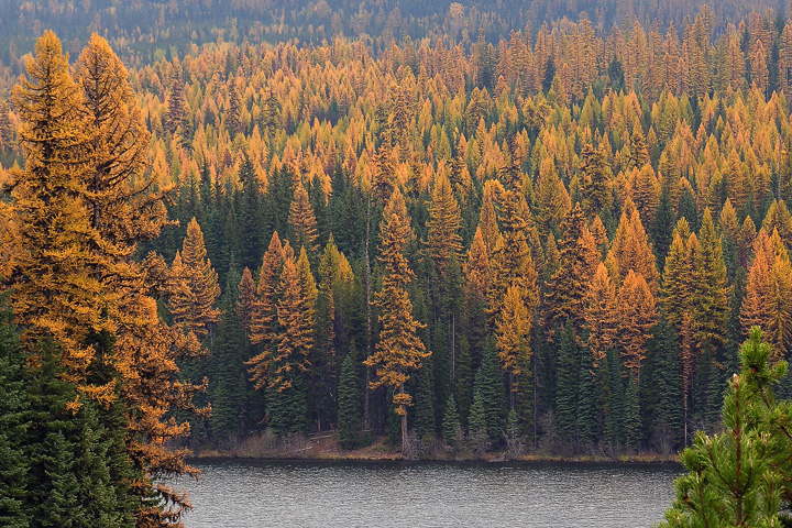 alpine larch