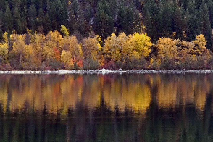 broad-leaf trees