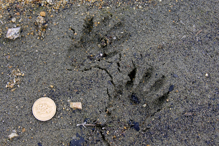 tracks in mud