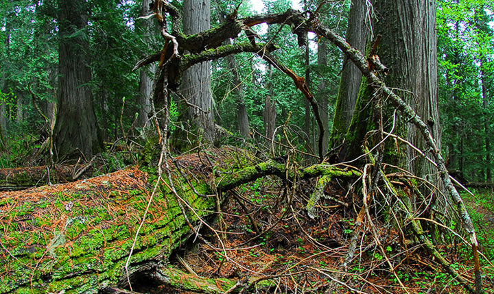 old-growth trail