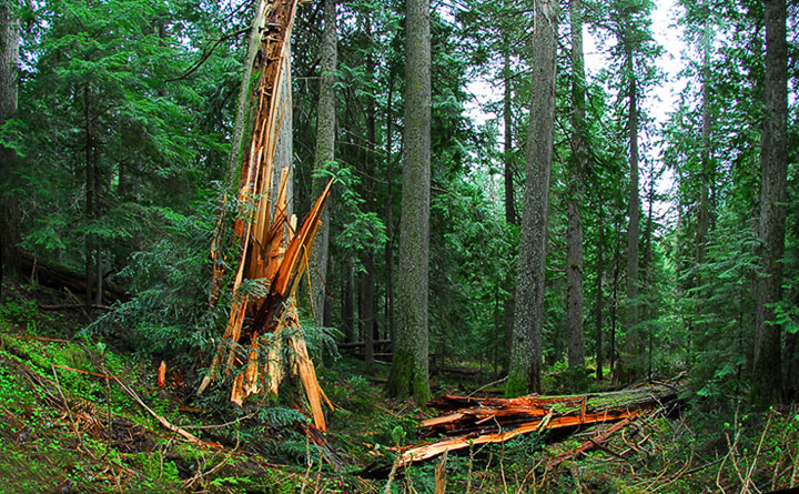 old-growth trail
