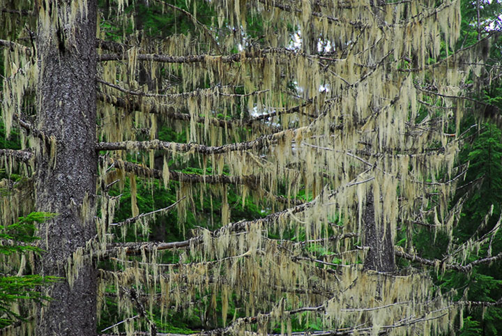 old-growth trail