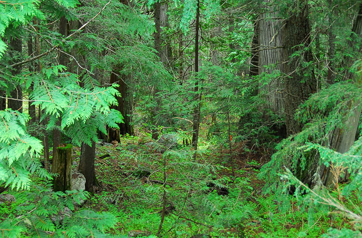 old-growth trail